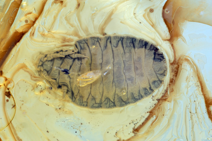 Belly view of the larva of a fan-wing in amber