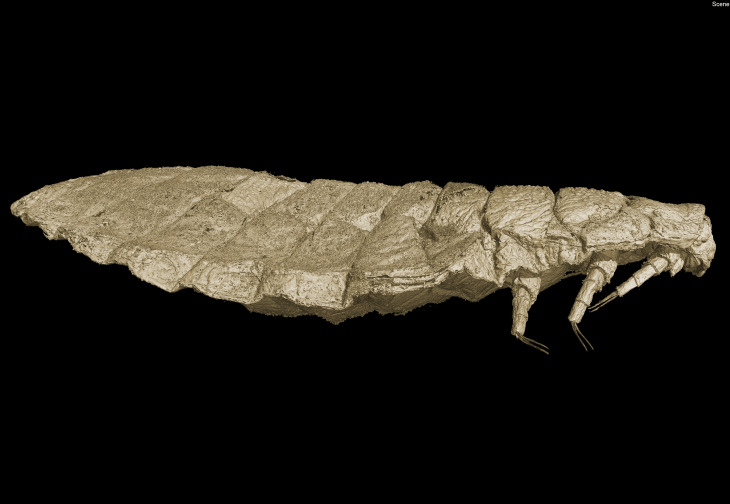 Computer-generated image of the larva of a fan-wing 